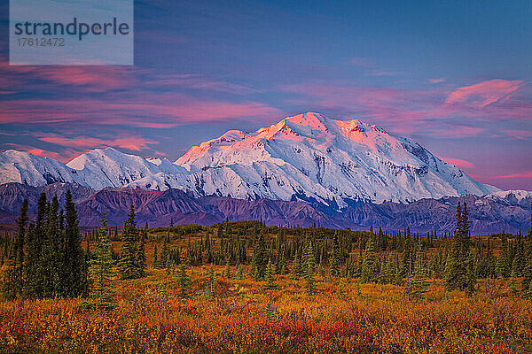 Das rosafarbene Leuchten des Sonnenaufgangs spiegelt sich auf dem schneebedeckten Mount Denali (McKinley) mit der herbstlich gefärbten Tundra und den Nadelbäumen im Vordergrund; Denali National Park and Preserve  Interior Alaska  Alaska  Vereinigte Staaten von Amerika