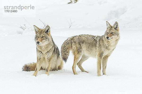 Zwei Kojoten (Canis latrans) im Schnee  wachsam; Montana  Vereinigte Staaten von Amerika