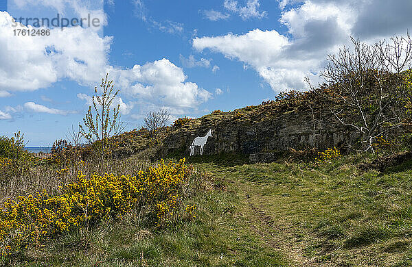 Weißes Pferd auf Felsen gemalt  Cleadon Hills; South Shields  Tyne and Wear  England