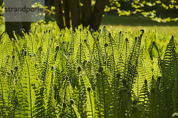 Männlicher Farn oder Wurmfarn (Dryopteris filix-mas)  der auf dem Boden einer Feuchtwiese wächst; Bayern  Deutschland