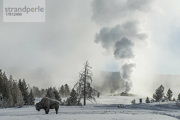 Amerikanischer Bison (Bison bison) steht auf Schnee mit dem Old Faithful  der im Hintergrund ausbricht  Upper Geyser Basin im Yellowstone National Park; Wyoming  Vereinigte Staaten von Amerika