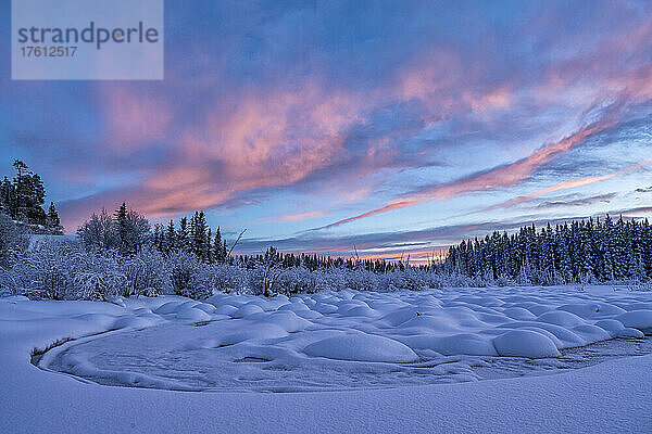Atemberaubende Landschaft mit schneebedeckten Hügeln und Nadelwäldern  während der Sonnenuntergang den Himmel mit pastellrosa Wolken über dem McIntyre Creek im Winter erhellt; White Horse  Yukon  Kanada