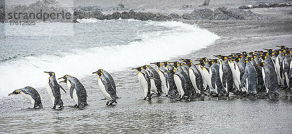 Gruppe von Königspinguinen (Aptenodytes patagonicus)  die bei Schneefall am Ufer aufgereiht darauf warten  in die kalten Gewässer des Südlichen Ozeans auf der Insel Südgeorgien zu gelangen; Südgeorgien  Antarktis