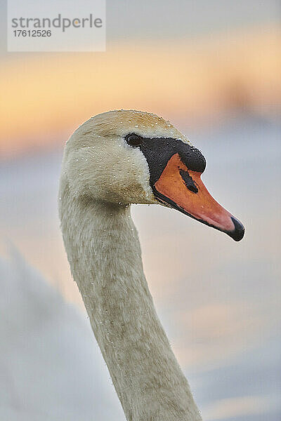 Höckerschwan (Cygnus olor) Porträt  Fluss Donau; Oberpfalz  Bayern  Deutschland