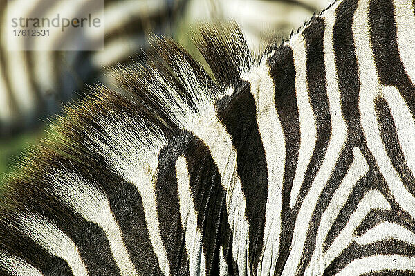 Nahaufnahme des Halses eines Zebras  Equus burchelli  in Kenia; Nairobi National Park  nahe Nairobi  in Kenia.