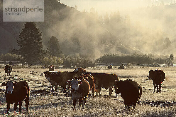 Rinder in einem nebligen Feld bei Stanley  Idaho  USA
