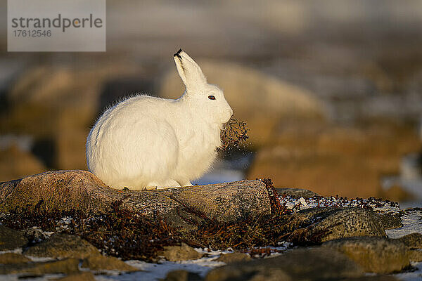 Polarhase (Lepus arcticus) frisst Pflanzen auf felsiger Tundra; Arviat  Nunavut  Kanada