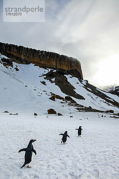 Adeliepinguine laufen auf Schnee in Richtung eines steilen Berges.