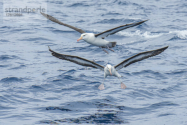 Ein Paar Schwarzbrauenalbatrosse (Thalassarche melanophrys) im Flug über den Wellen des Ozeans; Südgeorgien  Antarktis