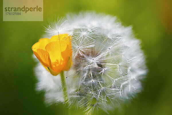 Nahaufnahme eines Löwenzahnsamenkopfes (Taraxacum) und eines Kalifornischen Mohns (Eschscholzia californica); Oregon  Vereinigte Staaten von Amerika