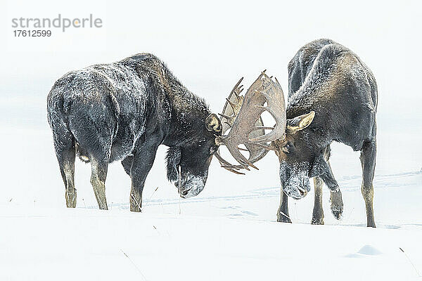 Elchbulle (Alces alces) beim Sparring mit dem Geweih  Yellowstone National Park; Vereinigte Staaten von Amerika