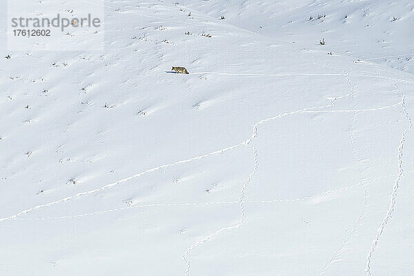 Ein einsamer Kojote (Canis latrans)  der auf der Suche nach Nahrung über die verschneite Landschaft läuft und dabei Spuren im Schnee hinterlässt; Yellowstone National Park  Vereinigte Staaten von Amerika