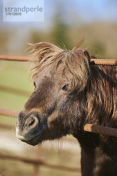 Nahaufnahme eines Pony-Pferdes (Equus ferus caballus)  das seinen Kopf durch einen Metallstabzaun steckt; Bayern  Deutschland