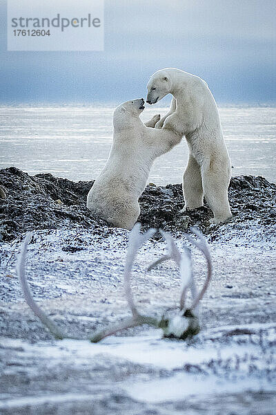 Zwei Eisbären (Ursus maritimus) ringen mit den Hinterbeinen; Arviat  Nunavut  Kanada