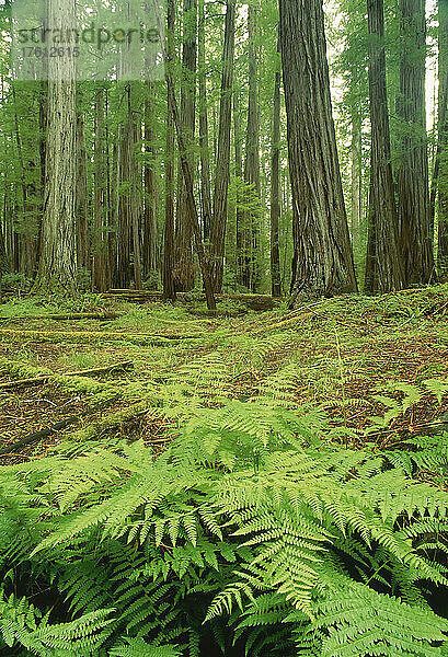 Humboldt Redwood State Park  Kalifornien  USA