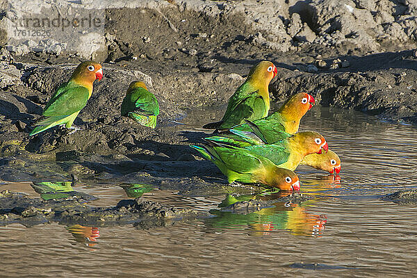 Gruppe von Lilianischen Unzertrennlichen (Agapornis lilianae) beim Trinken an einer Wasserstelle im Serengeti-Nationalpark; Tansania  Afrika