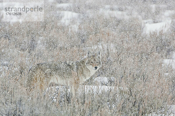 Einsamer Kojote (Canis latrans)  der inmitten eines Gebüschs steht und durch den fallenden Schnee in die Kamera schaut; Yellowstone National Park  Vereinigte Staaten von Amerika