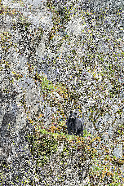 Porträt eines amerikanischen Schwarzbären (Ursus americanus)  der auf einem grasbewachsenen Fleck an einer felsigen Felswand im Glacier Bay National Park steht; Südost-Alaska  Alaska  Vereinigte Staaten von Amerika