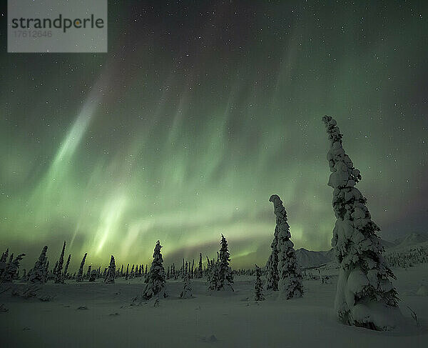 Wunderschönes Polarlicht tanzt über die schneebedeckte Tundra in der Nähe von Eureka; Eureka  Alaska  Vereinigte Staaten von Amerika