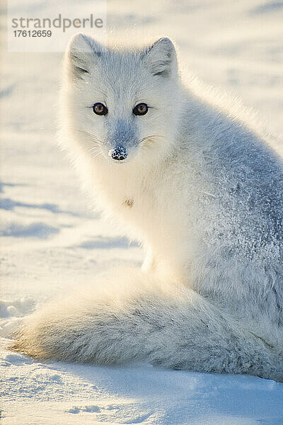 Porträt eines Polarfuchses (Vulpes logopus)  der im Schnee sitzt und in die Kamera schaut; Manitoba  Kanada