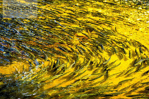 Wirbelmuster von Lachsen (Oncorhynchus)  die während des Laichens in einem klaren  von goldenem Licht durchfluteten Fluss schwimmen; British Columbia  Kanada