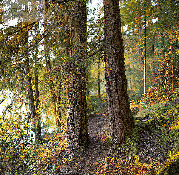 Licht des Sonnenuntergangs auf den Bäumen entlang des Ruby Lake  Sunshine Coast of BC  Kanada; British Columbia  Kanada