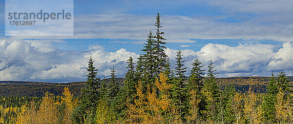 Herbstfarben in einer ausgedehnten Waldlandschaft in British Columbia entlang des Highway 97; British Columbia  Kanada