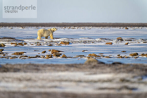 Eisbär (Ursus maritimus) steht in der Tundra zwischen Felsen; Arviat  Nunavut  Kanada