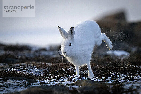 Polarhase (Lepus arcticus) durchquert die Tundra und wirbelt Schnee auf; Arviat  Nunavut  Kanada