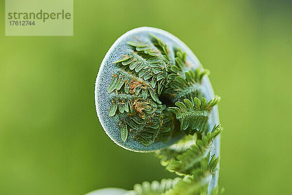 Nahaufnahme des eingerollten Endes eines männlichen Farns oder Wurmfarns (Dryopteris filix-mas); Bayern  Deutschland