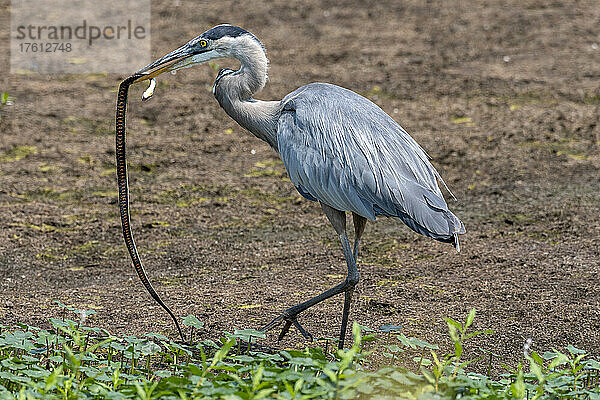 Blaureiher (Ardea herodias) fängt eine Westliche Strumpfbandnatter (Thamnophis elegans) im Ridgefield National Wildlife Refuge; Ridgefield  Washington  Vereinigte Staaten von Amerika