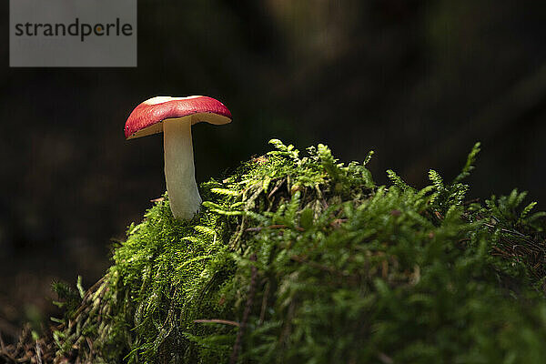 Ein isolierter Fliegenpilz sonnt sich kurz im Sonnenlicht in einem dunklen und dichten Waldboden  Slaley Woods; Hexham  Northumberland  England