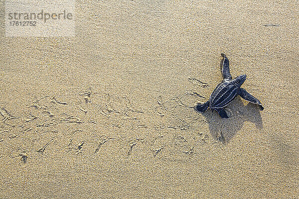 Eine frisch geschlüpfte Lederschildkröte macht sich auf den Weg über den Strand in Richtung Meer.