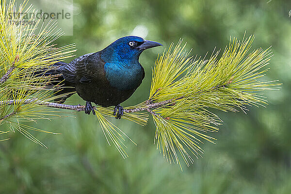 Nahaufnahme eines männlichen Amselmännchens (Euphagus cyanocephalus)  das auf einem Kiefernzweig sitzt; Minnesota  Vereinigte Staaten von Amerika