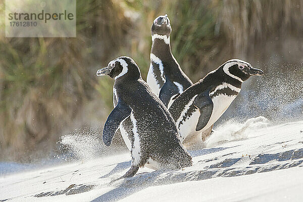 Drei Magellanpinguine (Spheniscus magellanicus) rutschen aus und spielen  während sie einen sandigen Abhang hinaufgehen; Falklandinseln  Antarktis