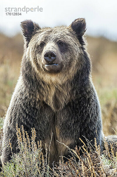 Porträt eines amerikanischen Braunbären im Salbeibusch sitzend  Yellowstone National Park; Vereinigte Staaten von Amerika