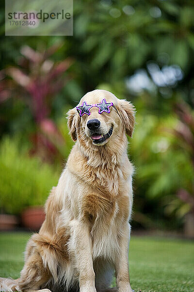 Golden Retriever Hund mit Sonnenbrille  bereit für den Strand; Paia  Maui  Hawaii  Vereinigte Staaten von Amerika