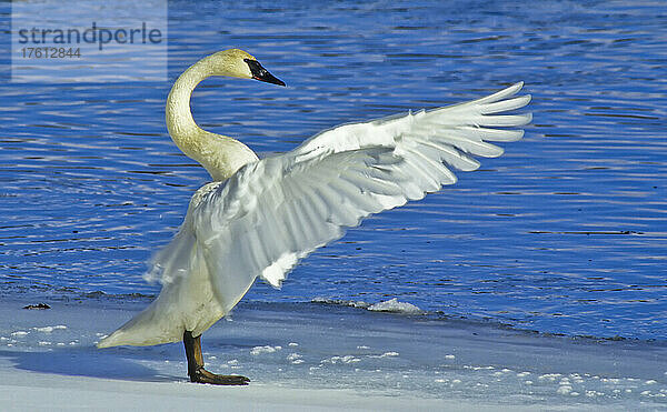 Trompeterschwan (Cygnus buccinator)  der am verschneiten Ufer neben dem blauen Wasser steht und an einem kalten Wintertag seine Flügel im Sonnenlicht ausbreitet. Trompeterschwäne stecken ihre langen Hälse ins Wasser  und nachdem sie die Wasserpflanzen aufgefressen haben  klettern sie aus dem Wasser und putzen sich  wobei sie oft mit den Flügeln schlagen  um möglicherweise ihre primären Flügelfedern neu zu ordnen; Yellowstone National Park  Wyoming  Vereinigte Staaten von Amerika