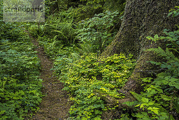 Ein Weg führt durch den üppigen Wald im Fort Columbia State Park; Chinook  Washington  Vereinigte Staaten von Amerika
