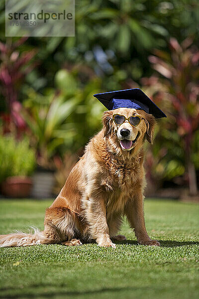 Golden Retriever mit Schulabschlussmütze und Sonnenbrille; Paia  Maui  Hawaii  Vereinigte Staaten von Amerika