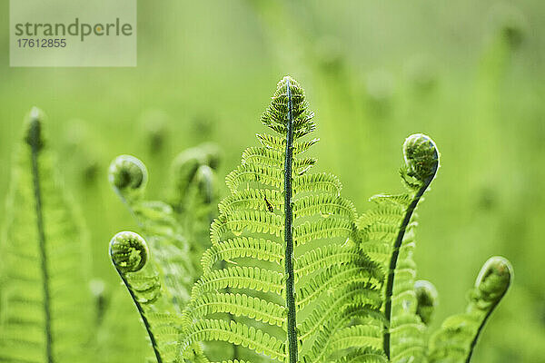 Nahaufnahme des eingerollten Endes eines männlichen Farns oder Wurmfarns (Dryopteris filix-mas); Bayern  Deutschland