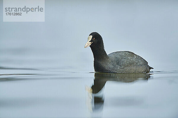 Blässhuhn (Fulica atra) beim Schwimmen auf der Donau; Bayern  Deutschland