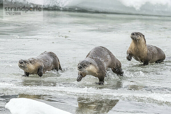 Nördliche Flussotter ( Lutra canadensis)  die im Winter über eisiges Wasser laufen; Montana  Vereinigte Staaten von Amerika