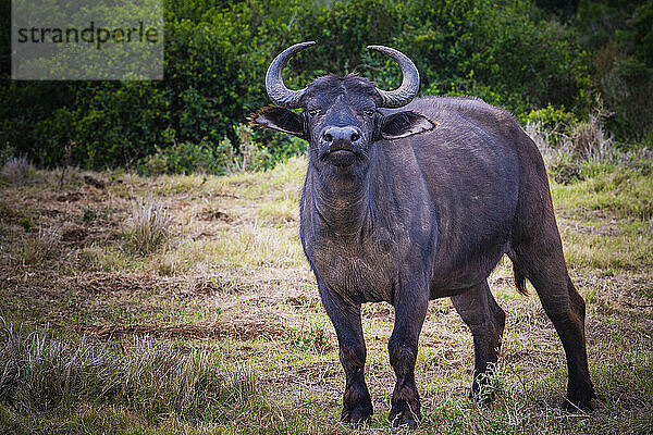 Porträt und Afrikanischer Kaffernbüffel (Syncerus caffer caffer) auf einem Feld im Addo Elephant National Park Marine Protected Area; Ostkap  Südafrika