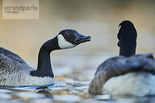 Nahaufnahme von zwei Kanadagänsen (Branta canadensis)  die in einem See schwimmen; Bayern  Deutschland