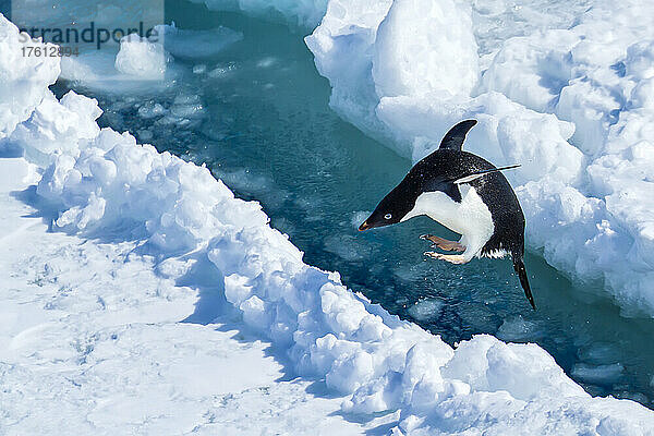 Ein Adeliepinguin springt zwischen Eisschollen.