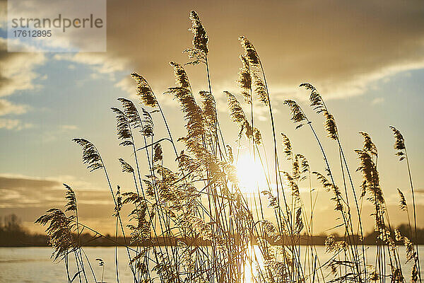 Schilfrohr (Phragmites australis) am Ufer der Donau bei Sonnenuntergang; Bayern  Deutschland