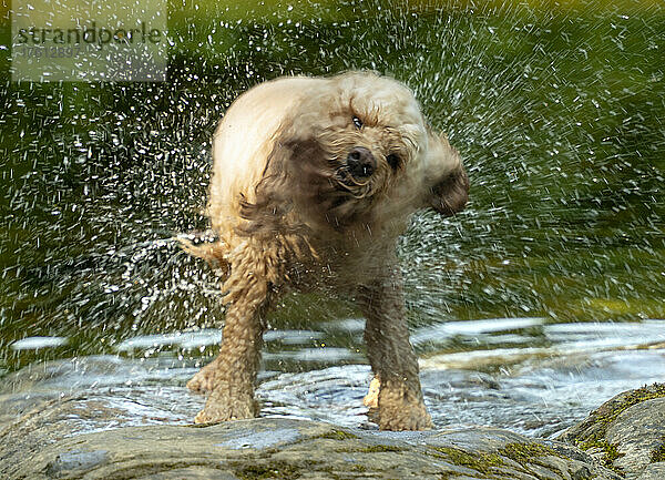 Wassertropfen fliegen  als ein Hund das Wasser von seinem Fell abschüttelt; Richmond  Richmondshire  England