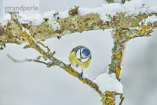 Porträt einer Blaumeise (Cyanistes caeruleus)  die im Winter auf einem Ast sitzt; Bayern  Deutschland