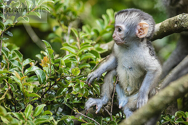 Baby-Vervet-Affe (Chlorocebus pygerythrus) im Monkeyland Primate Sanctuary in der Nähe von Pletteberg Bay  Südafrika; Südafrika